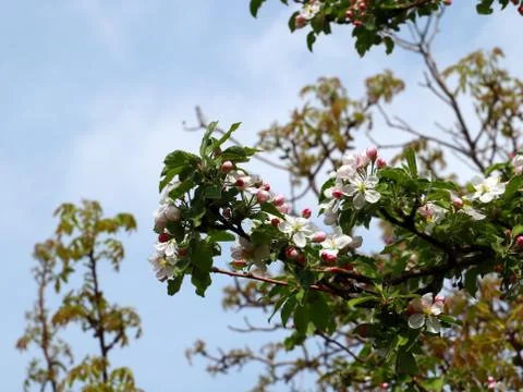 Flowers cherry tree Stock Photos
