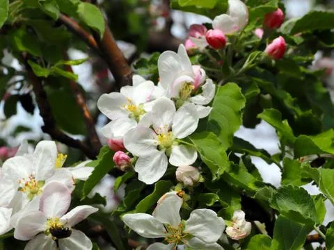 Flowers cherry tree Stock Photos