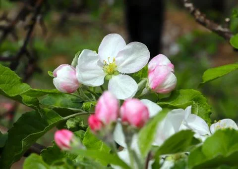 Flowers cherry tree Stock Photos