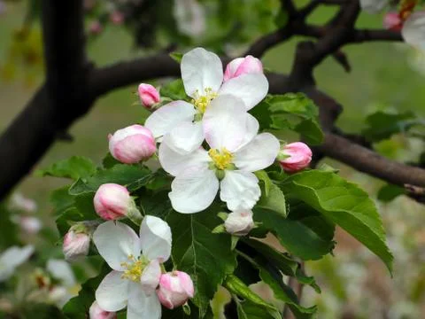 Flowers cherry tree Stock Photos