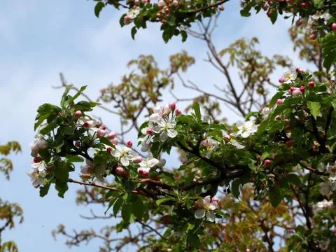Flowers cherry tree Stock Photos