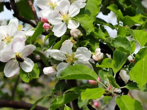 Flowers cherry tree Stock Photos