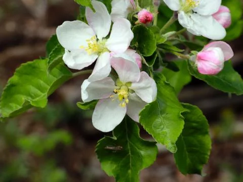 Flowers cherry tree Stock Photos