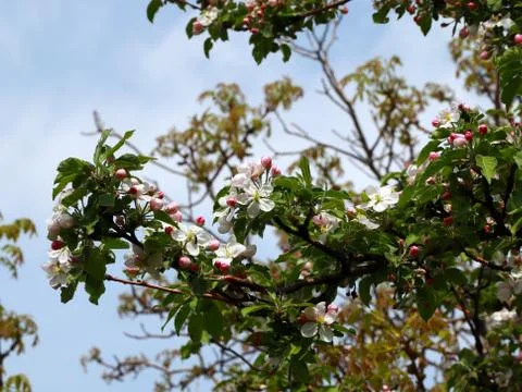 Flowers cherry tree Stock Photos
