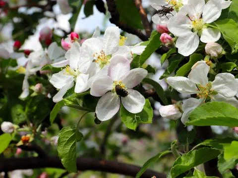 Flowers cherry tree Stock Photos