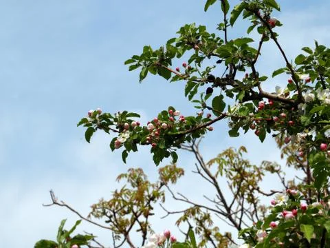 Flowers cherry tree Stock Photos