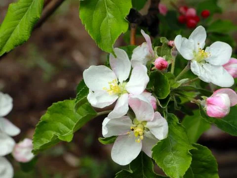 Flowers cherry tree Stock Photos