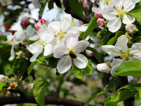 Flowers cherry tree Stock Photos