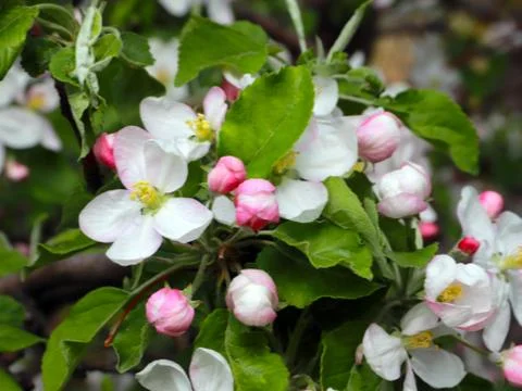 Flowers cherry tree Stock Photos