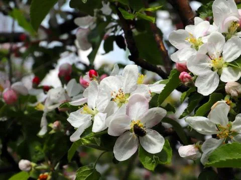 Flowers cherry tree Stock Photos
