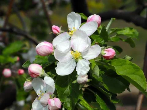 Flowers cherry tree Stock Photos