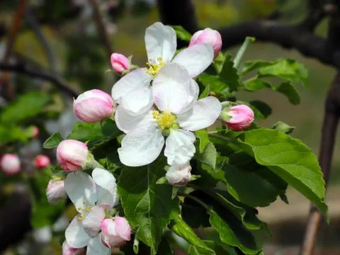 Flowers cherry tree Stock Photos