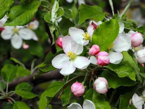 Flowers cherry tree Stock Photos