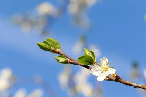 Flowers of a cherry tree in spring Stock Photos
