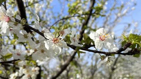 Flowers, cherry, tree, spring, sky, azure Stock Photos