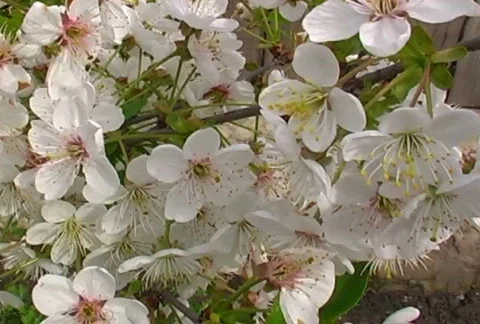 Flowers of cherry on wind Stock Footage 308838