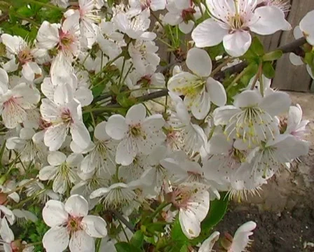 Flowers of cherry on wind. PAL Stock Footage 308837