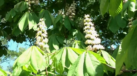 Flowers Chestnut Stock Footage 5363274