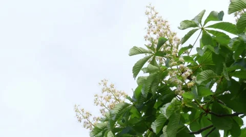 Flowers Of Chestnut Through The Sky Stock Footage 50124367
