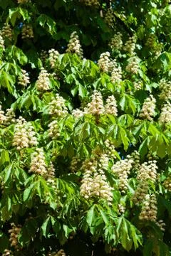 Flowers of a chestnut tree Stock Photos