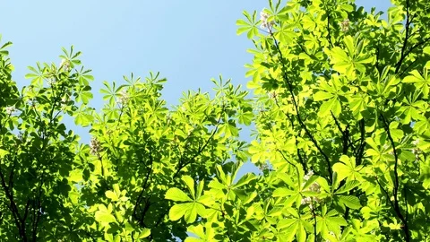 Flowers of chestnut trees in spring in the park. (Aesculus hippocastanum) Stock Footage 92057093