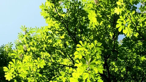 Flowers of chestnut trees in spring in the park. (Aesculus hippocastanum) Video stock 93536314