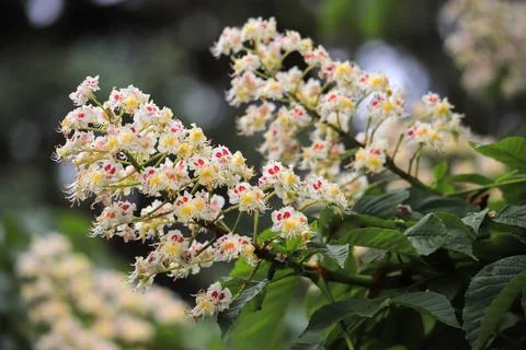 Flowers chestnuts on a tree close-up Stock Photos