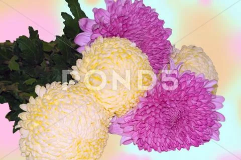 Flowers of a chrysanthemum white-yellow Stock Photos