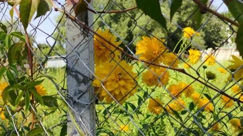 Flowers in the city 8K Stock Footage 204022686