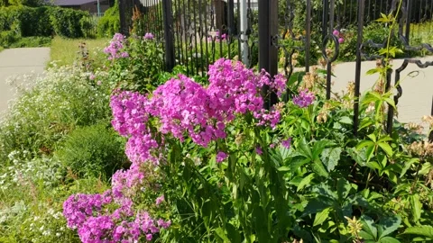 Flowers in the city 8K Stock Footage 204023080