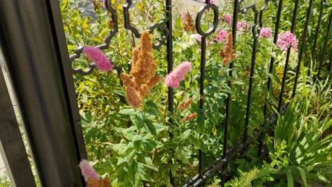 Flowers in the city 8K Stock Footage 204023716