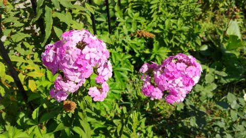 Flowers in the city 8K Stock Footage 204023897