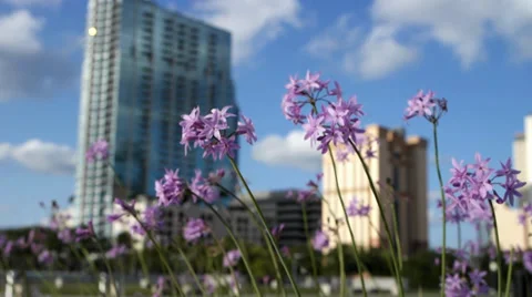 Flowers in the City 库存影片 37627083