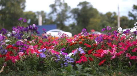 Flowers in the city 스톡 동영상 53873170