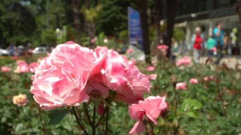 Flowers in the city Vidéo 76132224