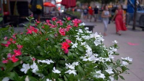 Flowers in the city 動画素材 92288983