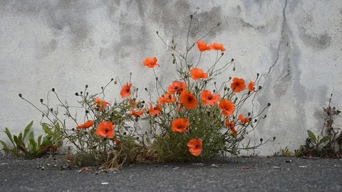 Flowers in the city Stock Footage 111070312