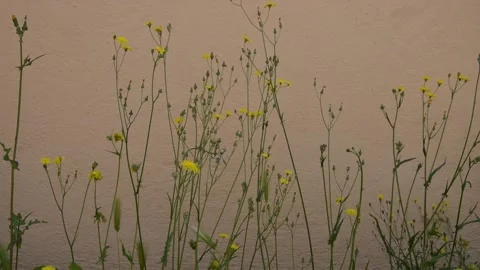Flowers in the city Stock Footage 134206198