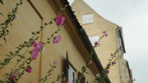 Flowers in city Stock Footage 148144602