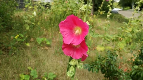 Flowers in the city Stock Footage 203958771