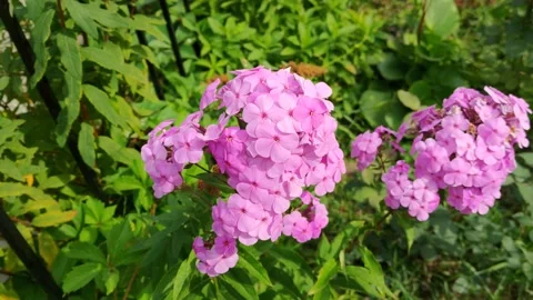 Flowers in the city Stock Footage 203958911