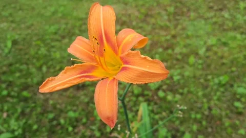 Flowers in the city Stock Footage 203958962