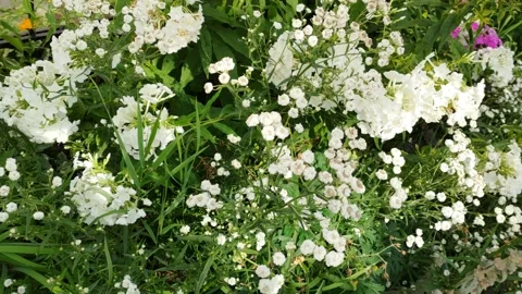 Flowers in the city Stock Footage 203959080