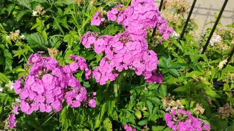 Flowers in the city Stock Footage 203959081