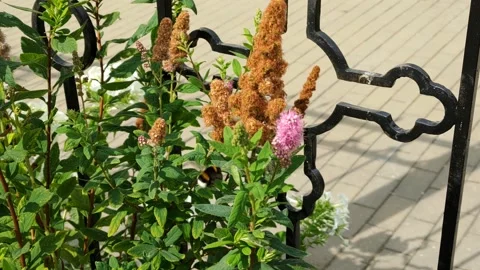 Flowers in the city Stock Footage 203959084