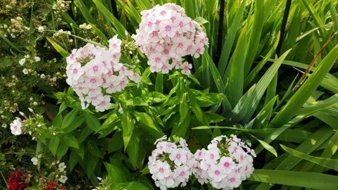 Flowers in the city Stock Footage 203959227