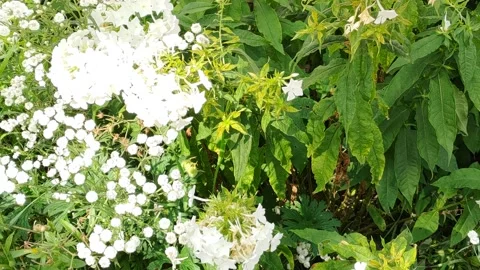 Flowers in the city Stock Footage 203959229