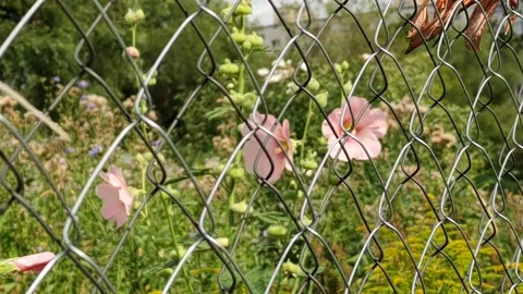 Flowers in the city Stock Footage 203959231