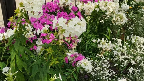 Flowers in the city Stock Footage 203959246