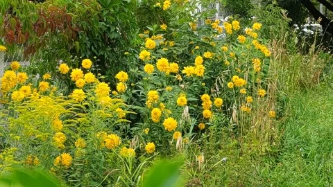 Flowers in the city Stock Footage 203959288